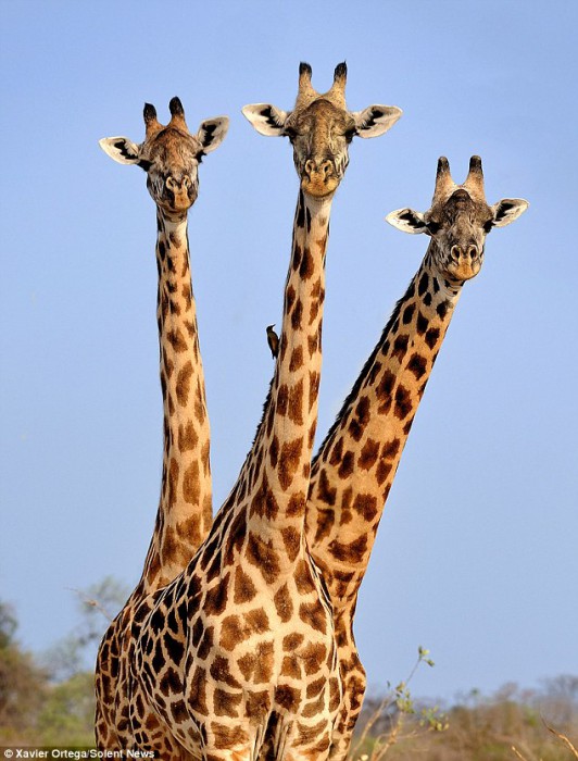 Трёхглавый жираф Африки