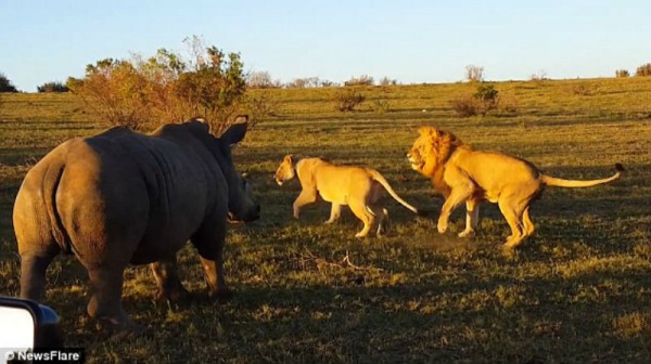 Носорог сорвал свидание львам