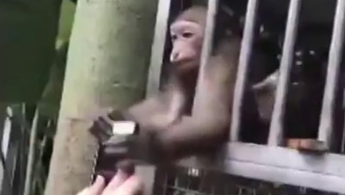 Случай в китайском зоопарке