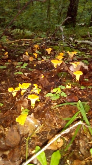 Поход в лес за грибами.