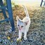 Хитрый котенок с острова Родос - Feli 2
