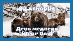 День медведя - 13 декабря