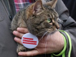Кот из команды Навального
