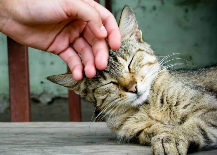 Жизнь домашнего кота