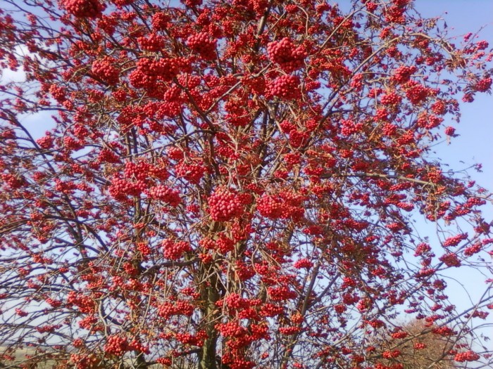Алая калина