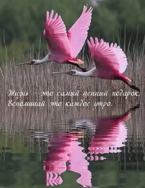 Самый дорогой подарок
