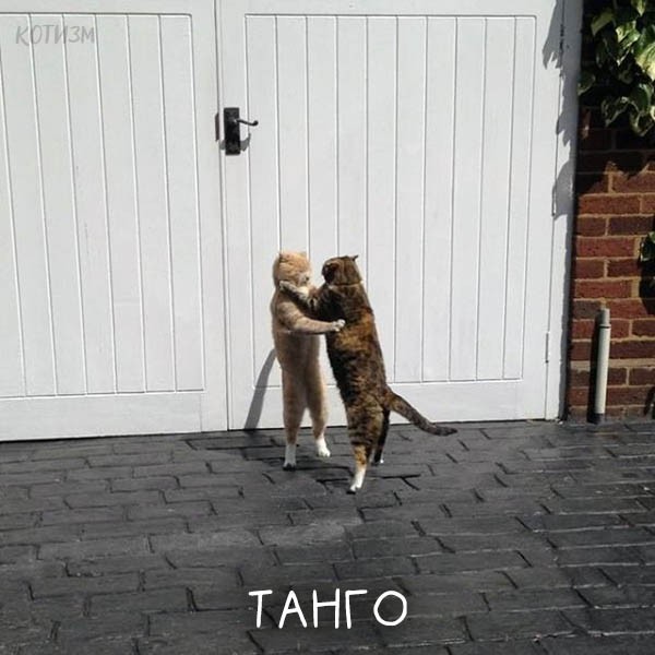 Чудодейственное танго