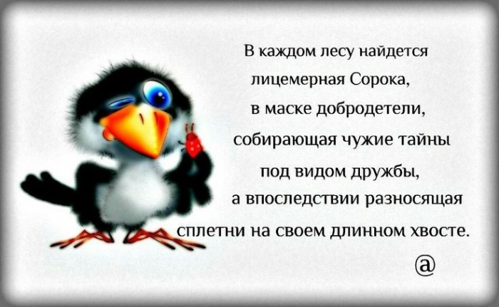 Сорока - сплетница