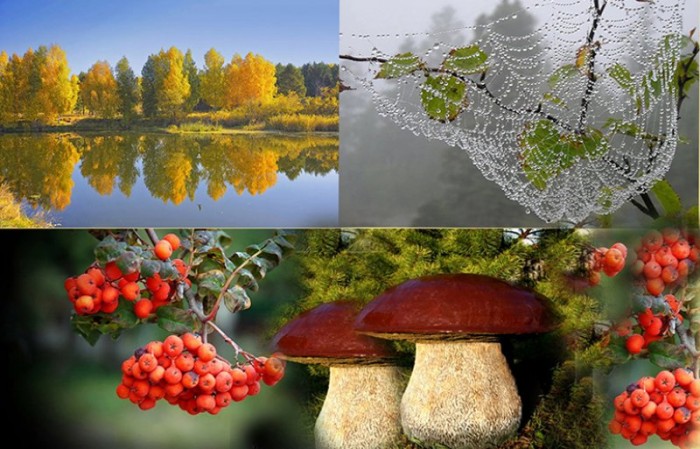 Прекрасен лес