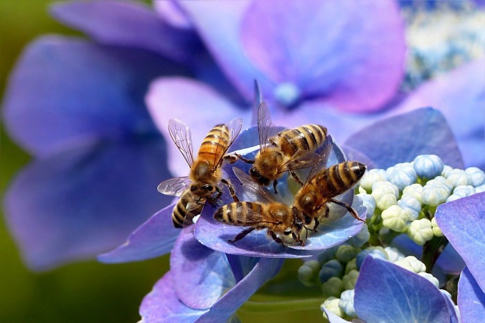 Закончили пчёлы трудиться