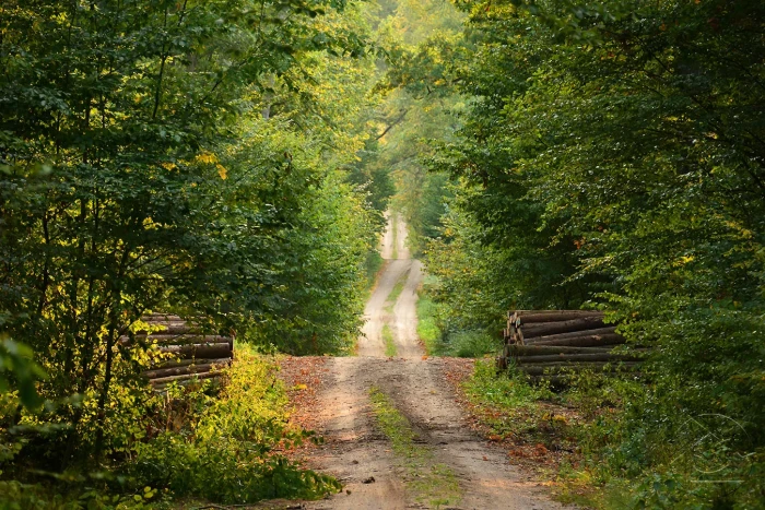 Заветная тропинка