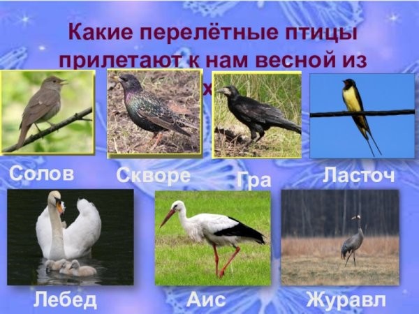 Возвращаются домой