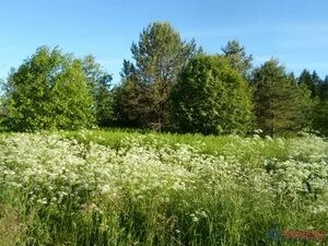 Заросла тропинка бурьянами