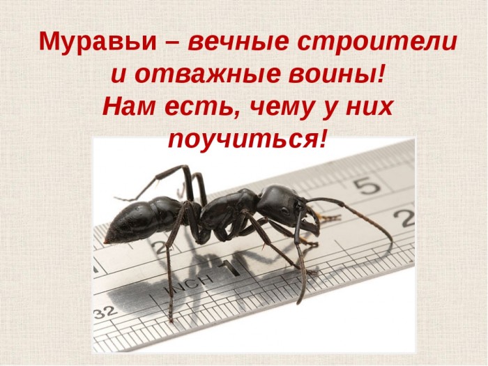 Трудяга муравей