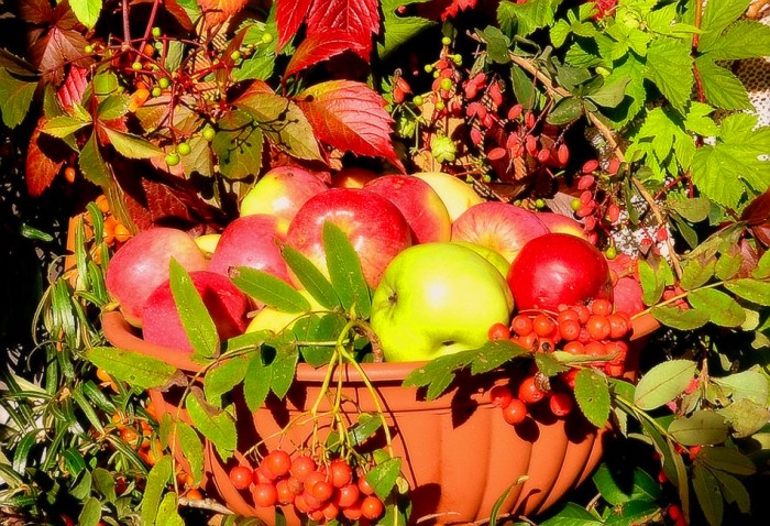 Осенних яблок сладкий аромат