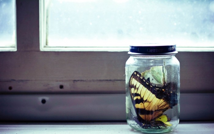 Бабочки в банке