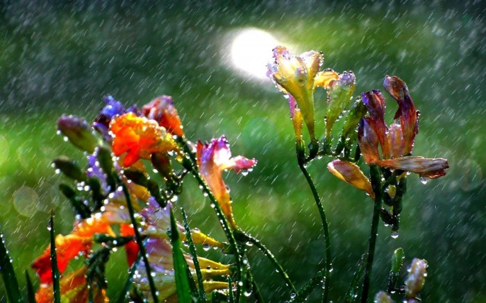 Весенний дождь надеждой пахнет