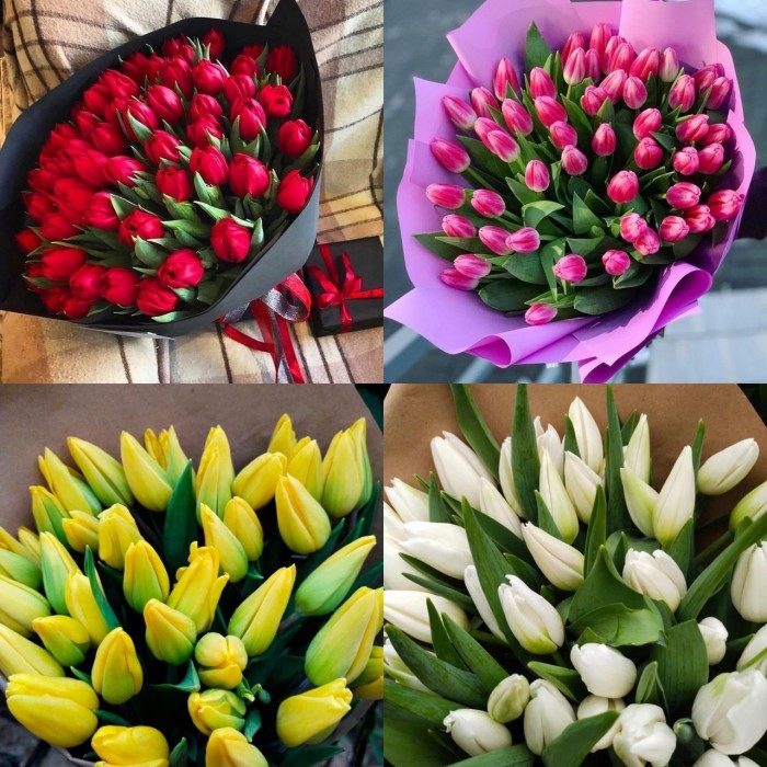 Разнообразие тюльпанов