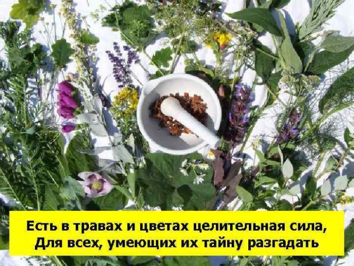 Лечебные травы