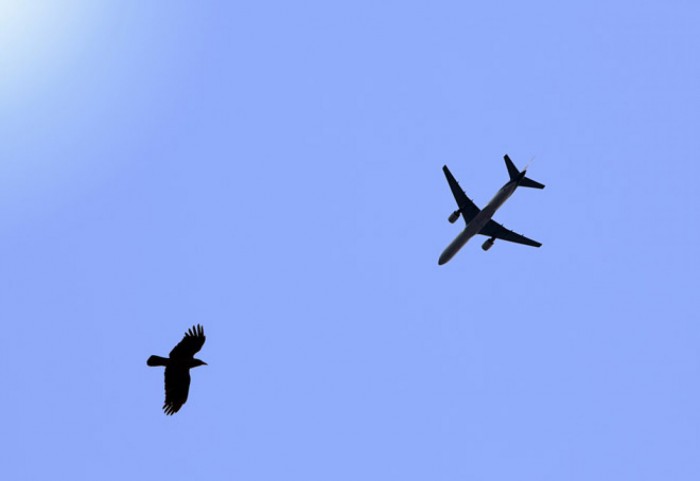 Самолет и птица