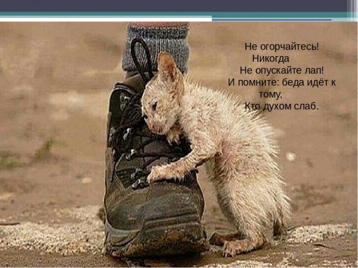 Лишь мокрый кот меня там ждал...