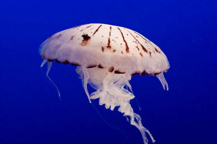 Монолог медузы.