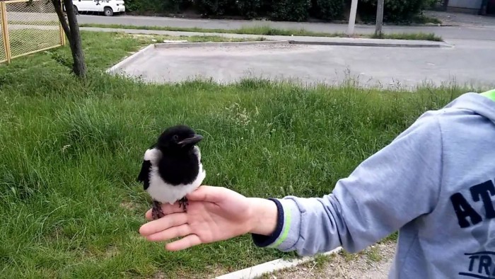 Братья наши меньшие...
