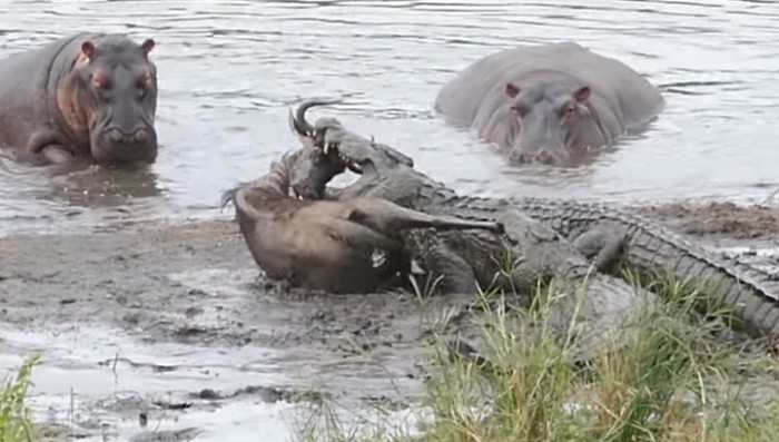 Бегемоты спасли антилопу от крокодила