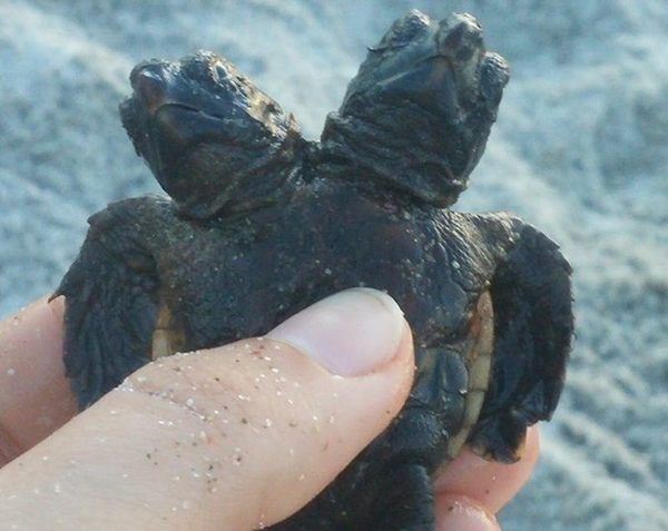 Исповедь двухглавой черепахи из Флориды