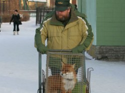 Камчатский Лис -Чубайс