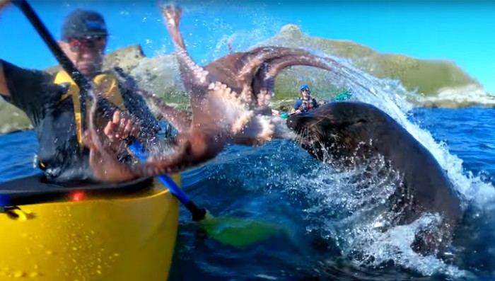 Тюлень с осьминогом идут на помощь