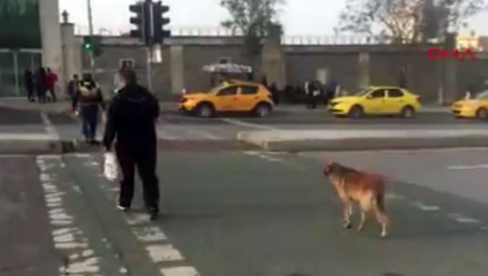 Дисциплинированный пёс-пешеход из Турции