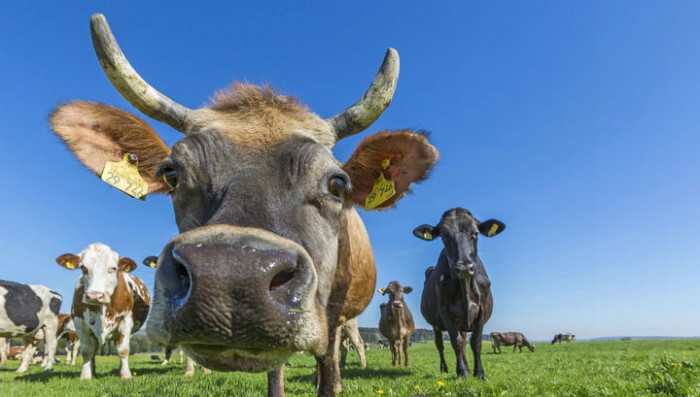 Коровы и нудисты Швеции