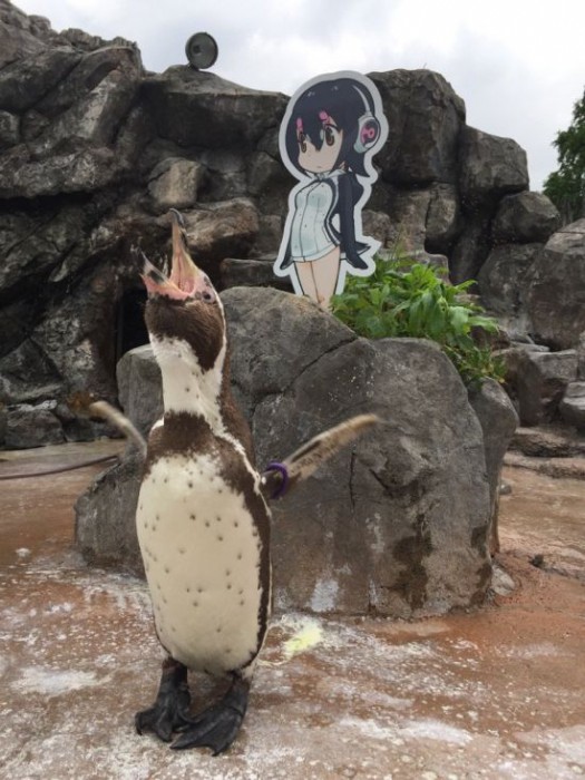 Влюблённый пингвин