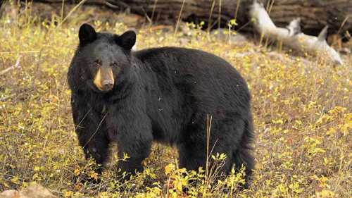 Медведь угнал внедорожник в американском штате Колорадо