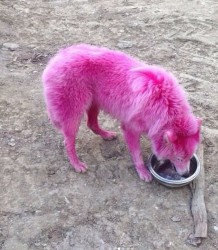 Розовый пёс из Геленджика