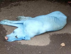 Голубой пёс Мумбаи
