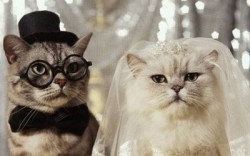 Кошачьи свадьбы виноваты !