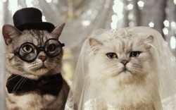 Кошачьи свадьбы виноваты