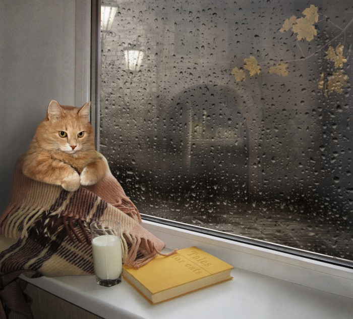 Никсан - Села кошка на окно: читать хорошие стихи современных авторов на  poetov.net