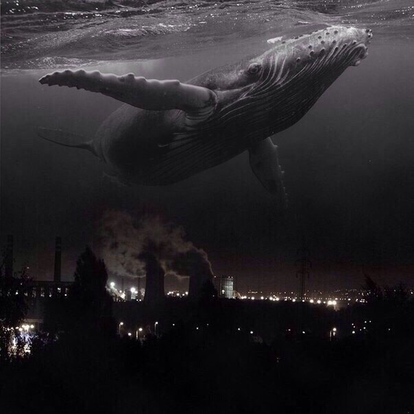 В мрачных объятьях кита.