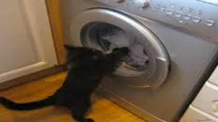 Котёнок Тимка