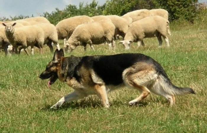 Пастухи.