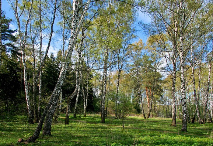 Битцевский парк находится. Битцевский парк. Битцевский парк Весна. Битцевский лес Новоясеневский проспект. Лес за Аннино.