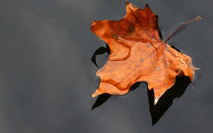 Осенний лист упал к ногам...