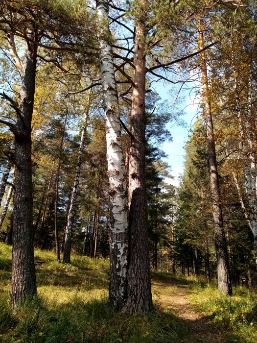 В осеннем лесу у тропинки лесной...