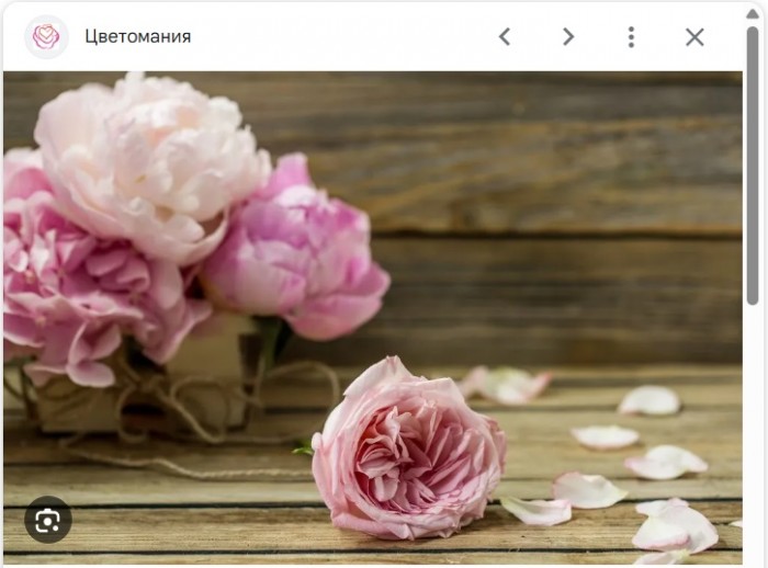 Лепестки пионов