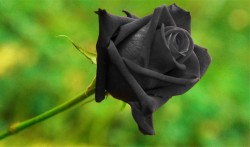 Чёрная Роза