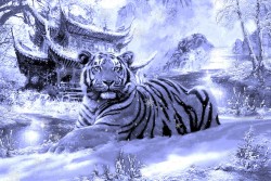 Снегами Тигр спешит к нам из Китая.