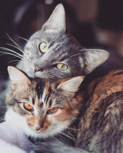 Кот и Кошка